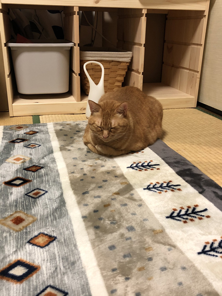 ホカペの上で丸くなるニャジラくん