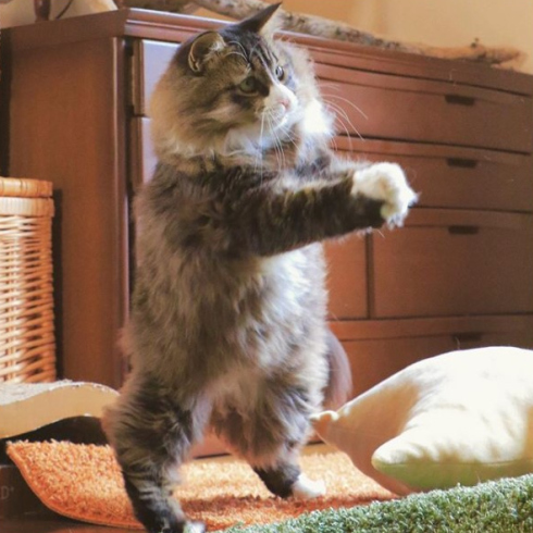 タヌキねこ