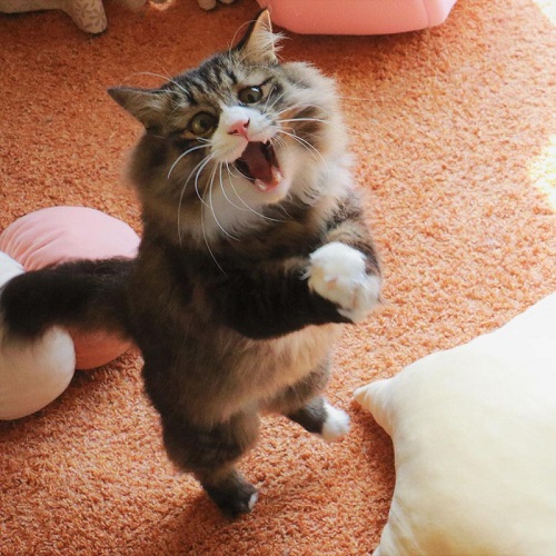 無重力猫ミルコのお家さん