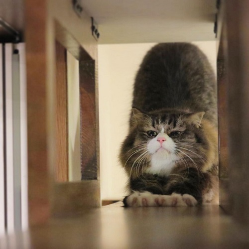 無重力猫ミルコのお家さん