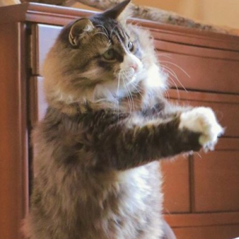 無重力猫ミルコのお家さん