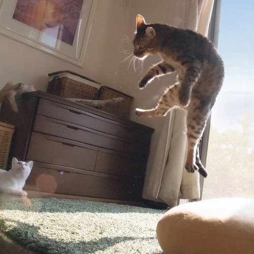 無重力猫ミルコのお家さん