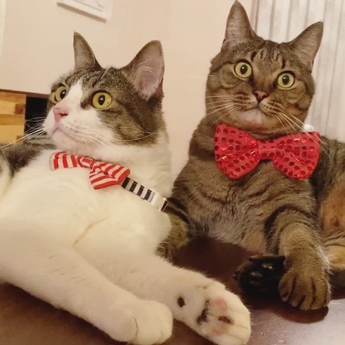 無重力猫ミルコのお家さん