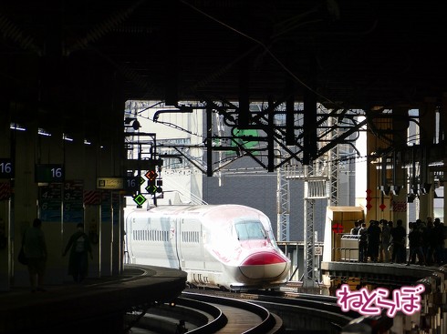 渋谷駅前 青ガエル 大館 秋田犬 鶏めし