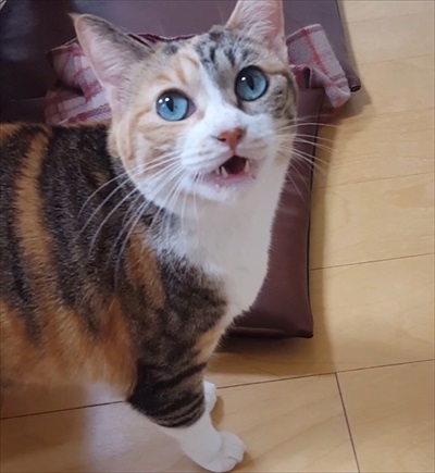 猫の菊ちゃん