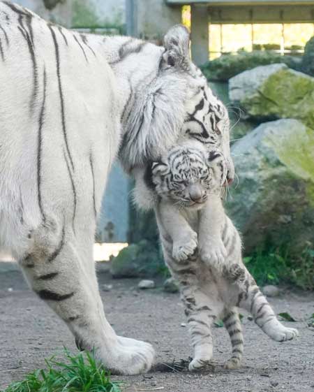 ホワイトタイガー 赤ちゃん くわえられ 無抵抗 伊豆アニマルキングダム