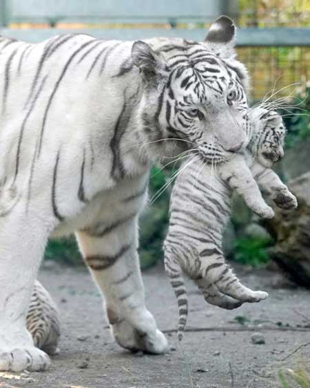 ホワイトタイガー 赤ちゃん くわえられ 無抵抗 伊豆アニマルキングダム