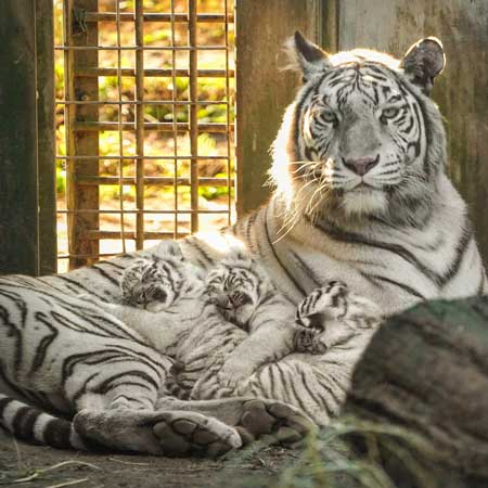 ホワイトタイガー 赤ちゃん くわえられ 無抵抗 伊豆アニマルキングダム