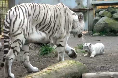 ホワイトタイガー 赤ちゃん くわえられ 無抵抗 伊豆アニマルキングダム