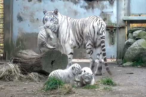 ホワイトタイガー 赤ちゃん くわえられ 無抵抗 伊豆アニマルキングダム