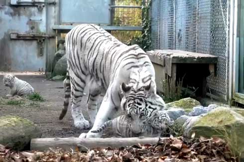 ホワイトタイガー 赤ちゃん くわえられ 無抵抗 伊豆アニマルキングダム