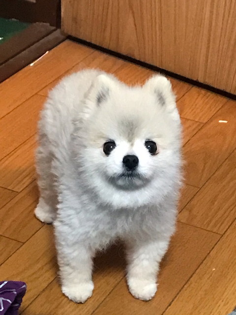 ポメ