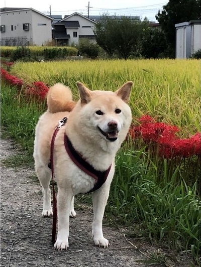 ペット手帳 ベストショット