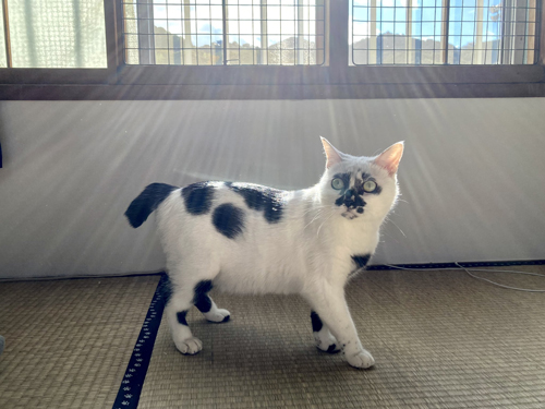 後光がさすミチルちゃん