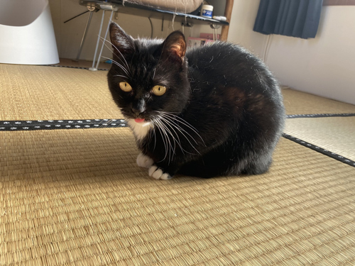 舌を出すタビ子ちゃん