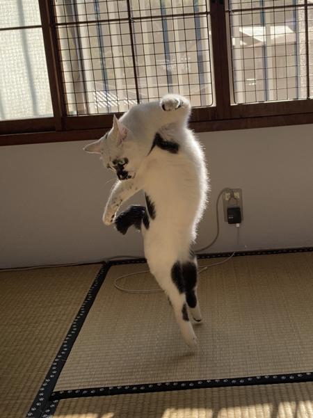 左下を見ながら立つミーちゃん