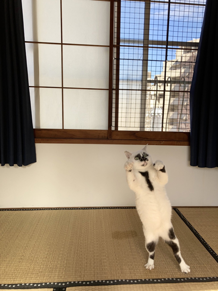 窓を背景にのけぞるミーちゃん