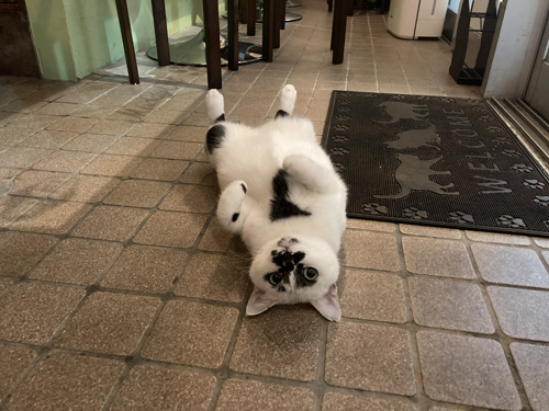 床に落ちているミーちゃん