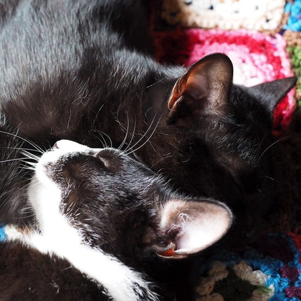 カイくんとナルちゃん