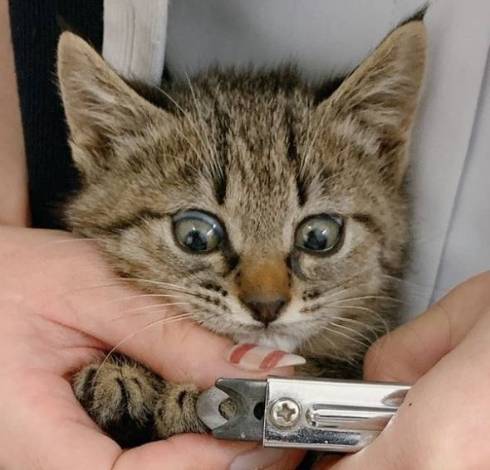 猫 はじめての爪切り きなこちゃん