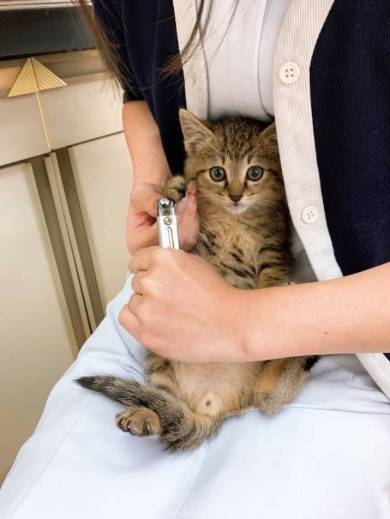 猫 はじめての爪切り きなこちゃん 大豆くん