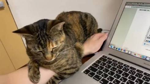 猫 はじめての爪切り きなこちゃん みんとちゃん