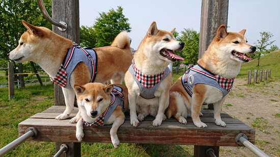 ハーネスを付けた柴犬一家