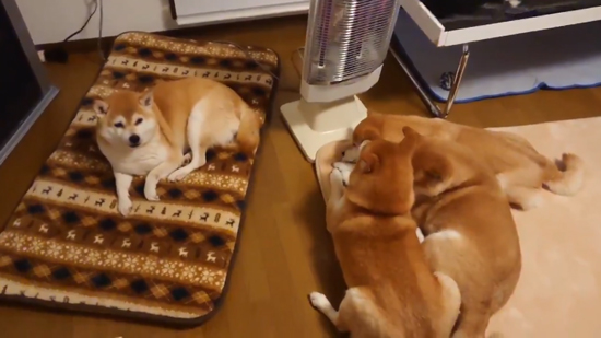 ストーブ前柴犬2