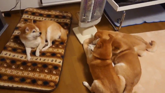 ストーブ前柴犬3