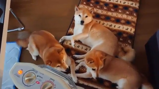 ストーブついてる版カメラ目線