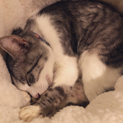 色んなごまだれくん