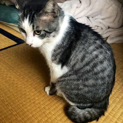 色んなごまだれくん