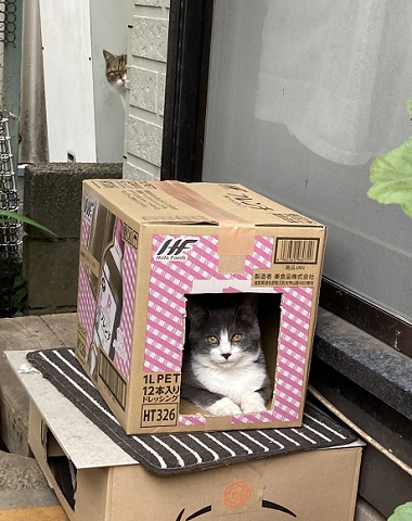 野良猫