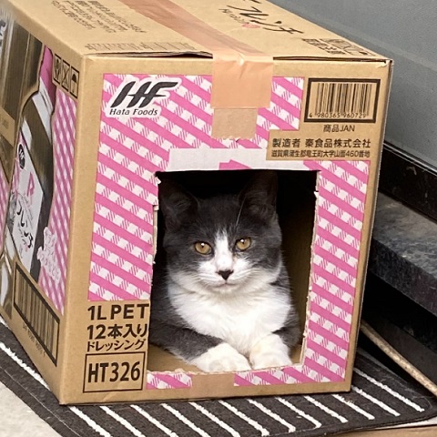 野良猫