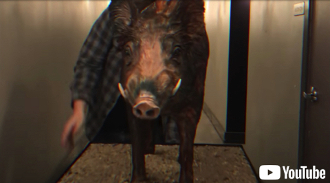 リアルすぎる野生の豚ケーキ