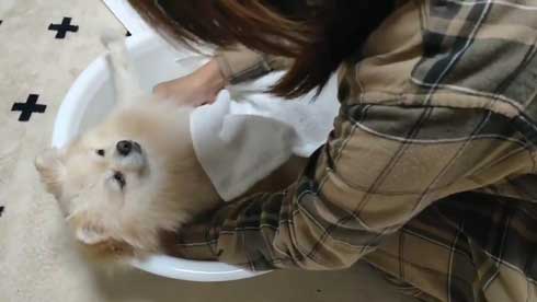 ポメラニアン 赤ちゃん 入浴方法 教える 助手 犬 ごっこ