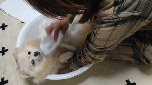 ポメラニアン 赤ちゃん 入浴方法 教える 助手 犬 ごっこ