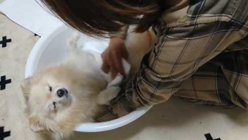 ポメラニアン 赤ちゃん 入浴方法 教える 助手 犬 ごっこ