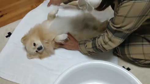 ポメラニアン 赤ちゃん 入浴方法 教える 助手 犬 ごっこ