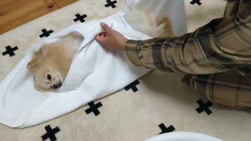 ポメラニアン 赤ちゃん 入浴方法 教える 助手 犬 ごっこ
