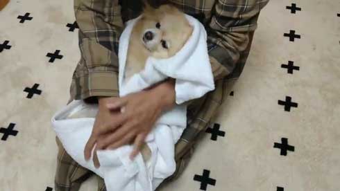 ポメラニアン 赤ちゃん 入浴方法 教える 助手 犬 ごっこ