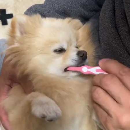 ポメラニアン 赤ちゃん 入浴方法 教える 助手 犬 ごっこ