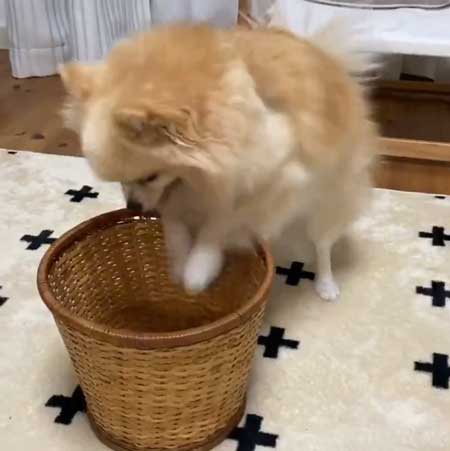 ポメラニアン 赤ちゃん 入浴方法 教える 助手 犬 ごっこ