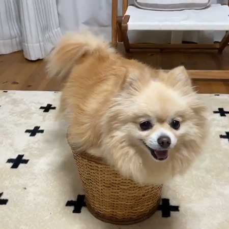 ポメラニアン 赤ちゃん 入浴方法 教える 助手 犬 ごっこ