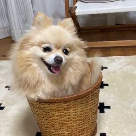 ポメラニアン 赤ちゃん 入浴方法 教える 助手 犬 ごっこ