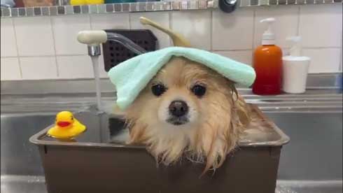 ポメラニアン 赤ちゃん 入浴方法 教える 助手 犬 ごっこ