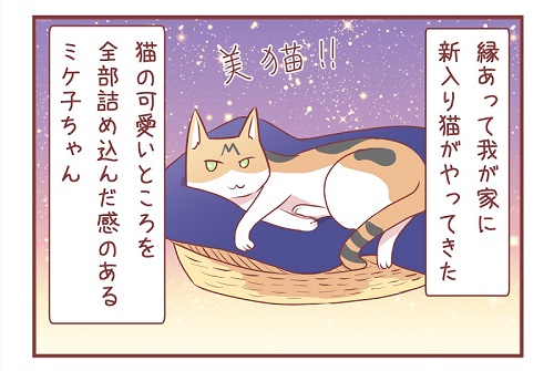 「新入り猫さんがやってきたよ」