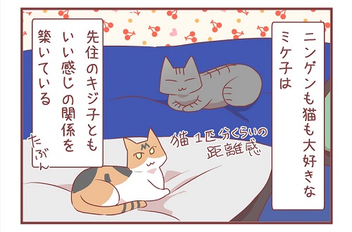 「新入り猫さんがやってきたよ」