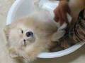 赤ちゃん役を見事にこなすポメラニアン！　飼い主と「赤ちゃんの入浴方法」をレクチャーする助手ワンコがかわいい