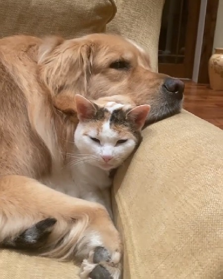 猫と犬